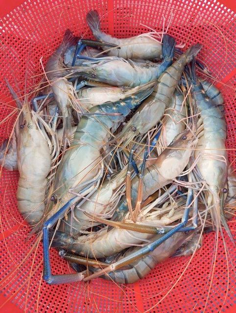 Premium Frozen Black Tiger Shrimp, Giant Freshwater Prawn & Seafood – HACCP, GMP, ISO Certified - Image 3